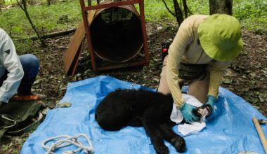 In Japan’s mountains, a different way to manage bears - The Japan Times