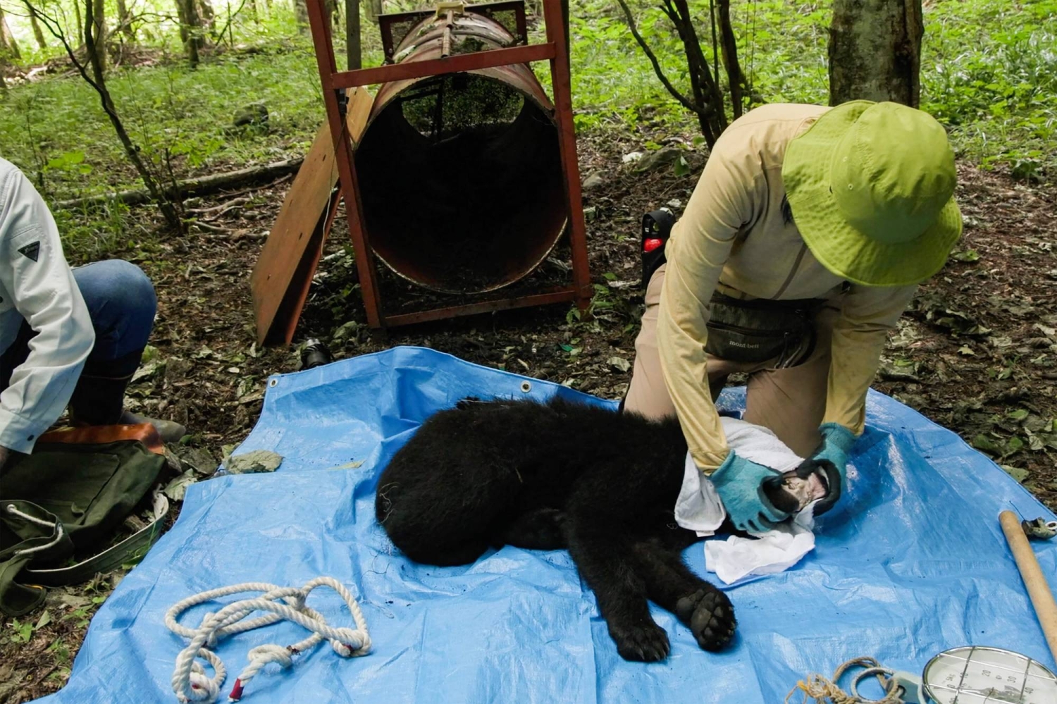 In Japan’s mountains, a different way to manage bears - The Japan Times