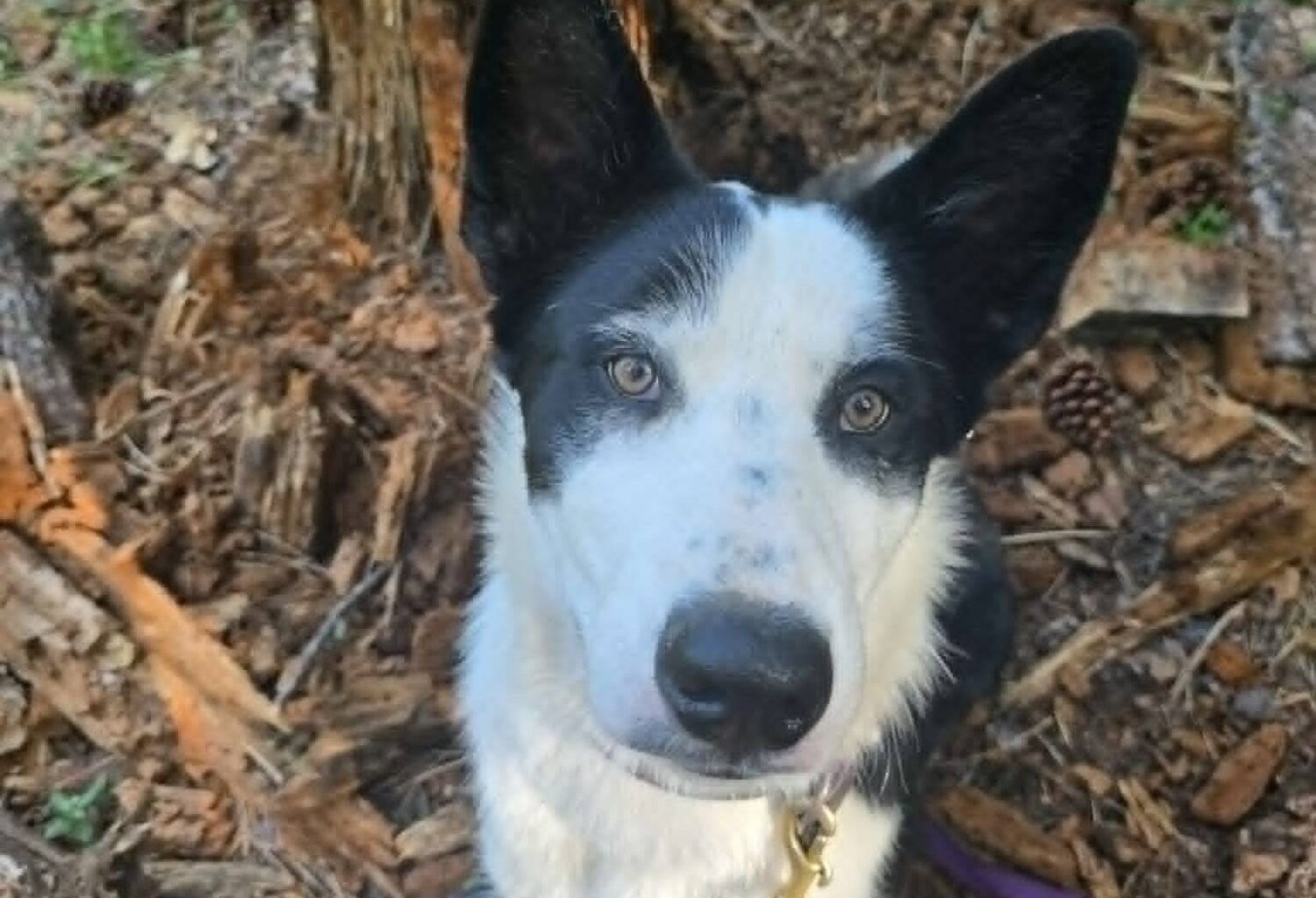 NGO recruiting four-legged ‘specialist’ to help deal with bear incidents