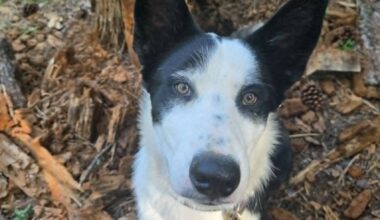 NGO recruiting four-legged ‘specialist’ to help deal with bear incidents