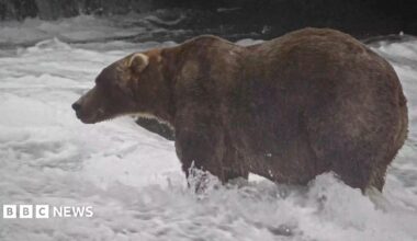 A large brown bear stands in a river.