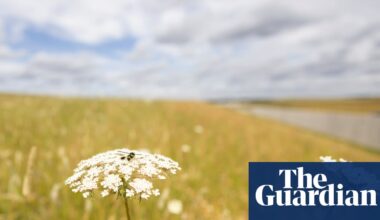 Wildlife arrives on time at rewilded chalk grasslands built along HS2 route | HS2