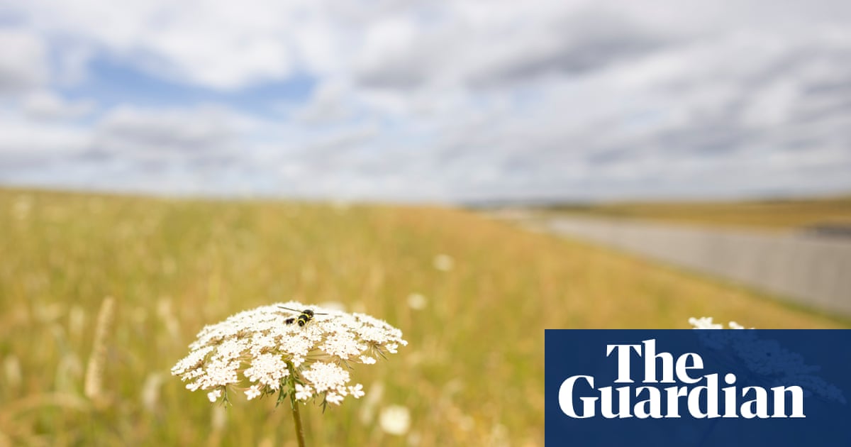 Wildlife arrives on time at rewilded chalk grasslands built along HS2 route | HS2