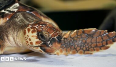 A close-up of Betty, a loggerhead turtle currently in the care of Hunstanton Sea Life centre.