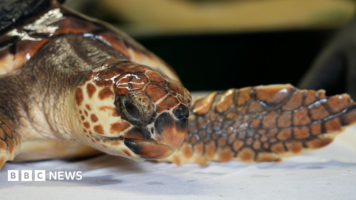 A close-up of Betty, a loggerhead turtle currently in the care of Hunstanton Sea Life centre.