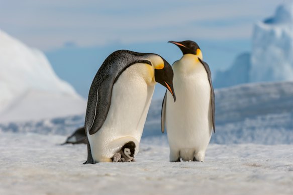 Emperor penguins rely on sea ice for breeding and as a source of krill.