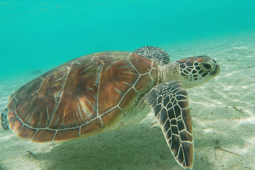 A large turtle swimming in turquoise waters