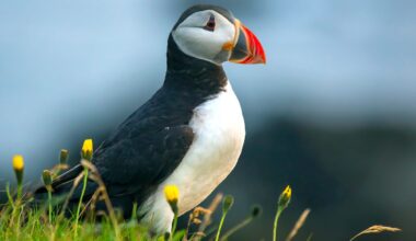 Puffin