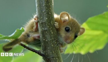 A young hazel dormouse, a small brown rodent with very large eyes, peering out through the leaves of a beech tree.