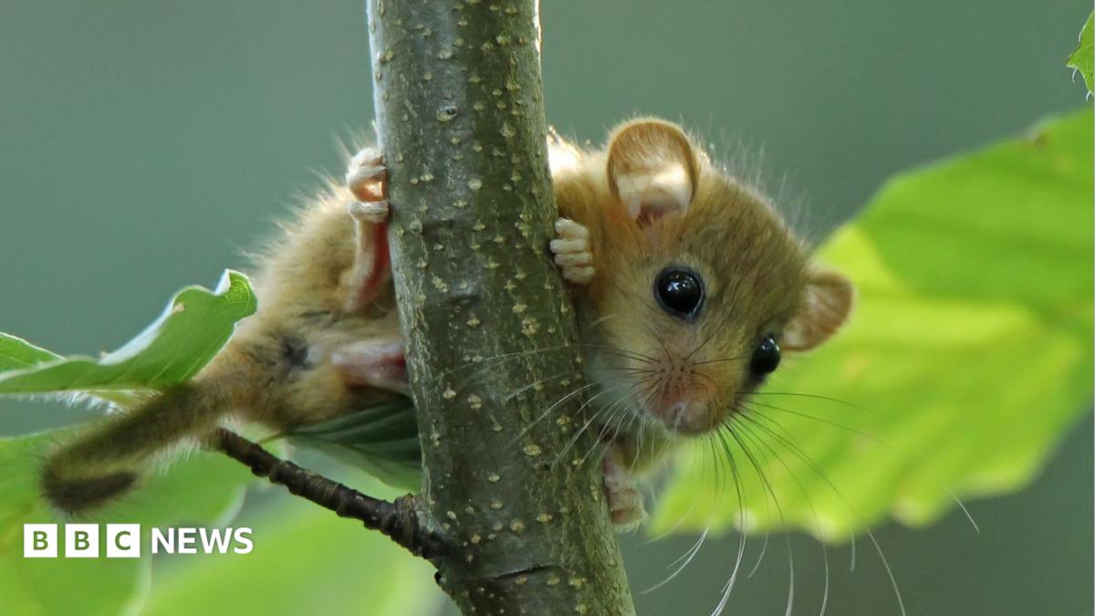 A young hazel dormouse, a small brown rodent with very large eyes, peering out through the leaves of a beech tree.