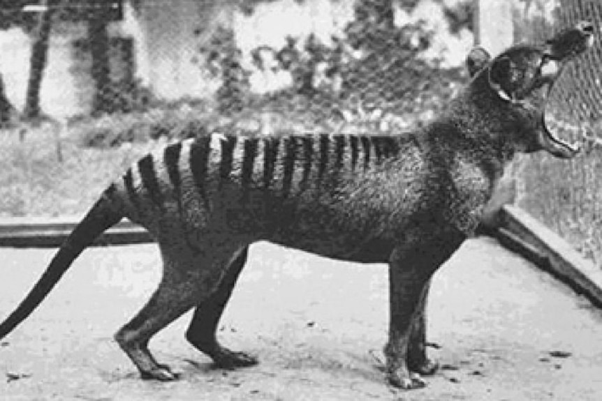 A thylacine in captivity, standing with mouth open at Beaumaris Zoo Hobart in 1933