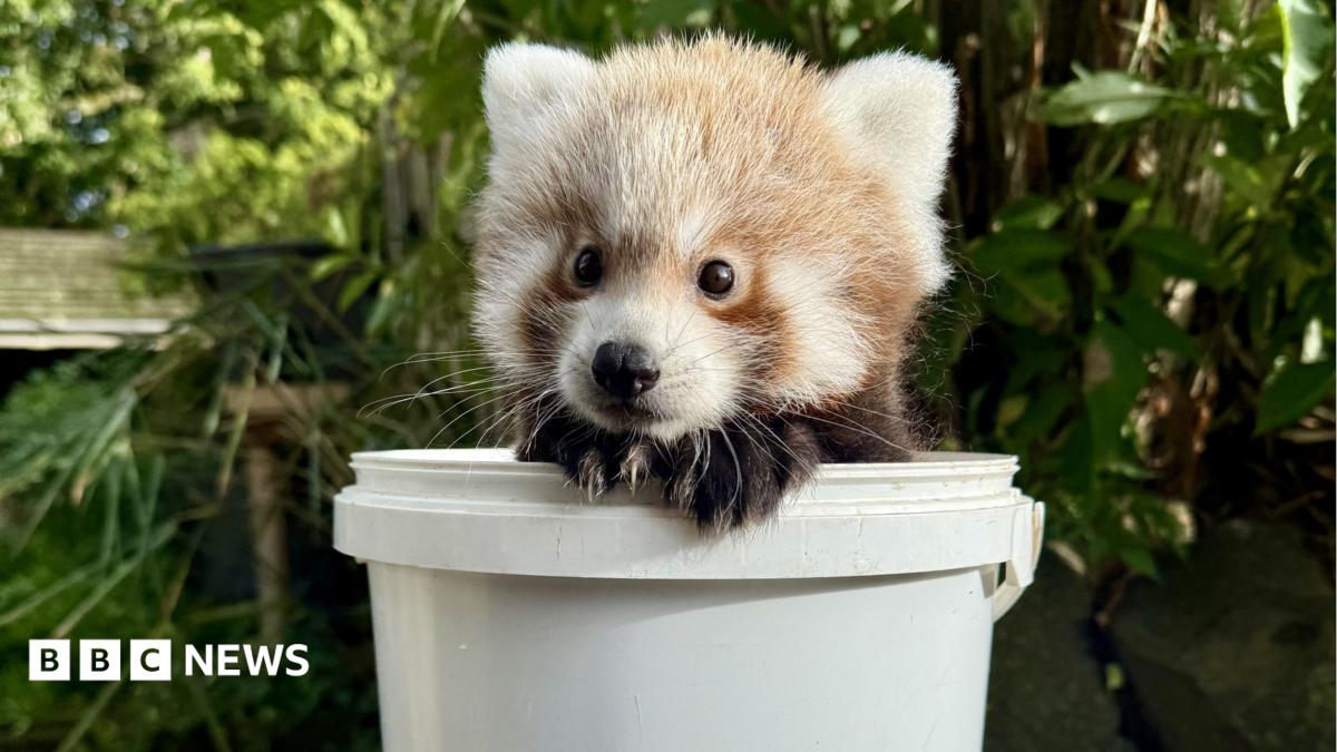 A young Red Panda cub sits looking out of a small white tub, with its paws on the edge