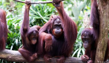 India: 5 baby orangutans rescued, smuggling suspected - dw.com