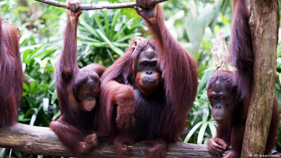 India: 5 baby orangutans rescued, smuggling suspected - dw.com