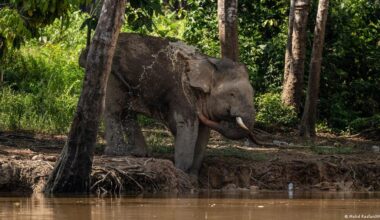Malaysia: Hope for Borneo's endangered pygmy elephants