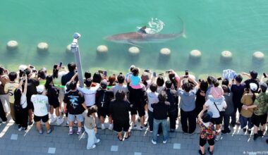 South Korea: Lost shark draws over half a million visitors