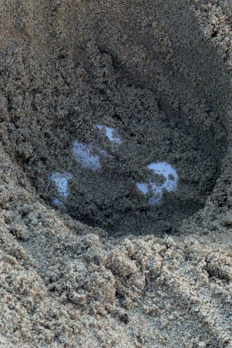 Olive ridley eggs on Surfside in Seal Beach, California.