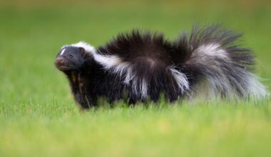 Release of non-native skunks in Co Kildare being investigated – The Irish Times