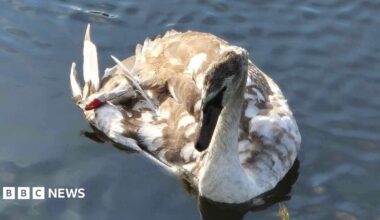A swan in water with a fishing tackle embedded in its fur
