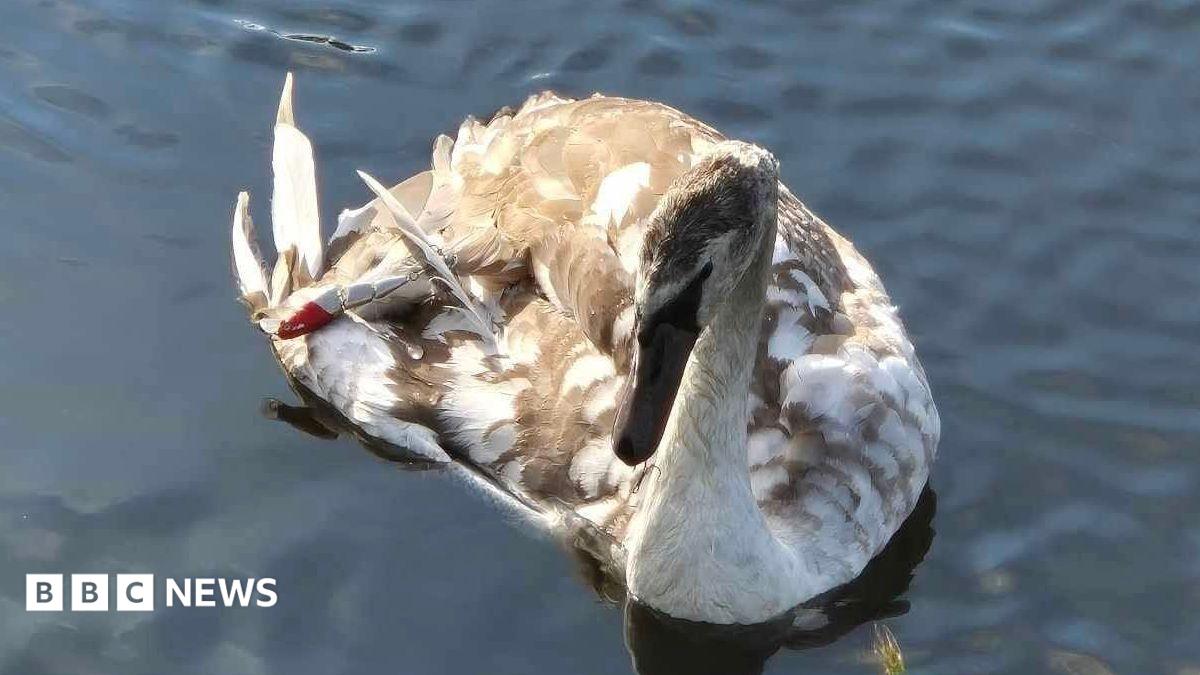 A swan in water with a fishing tackle embedded in its fur