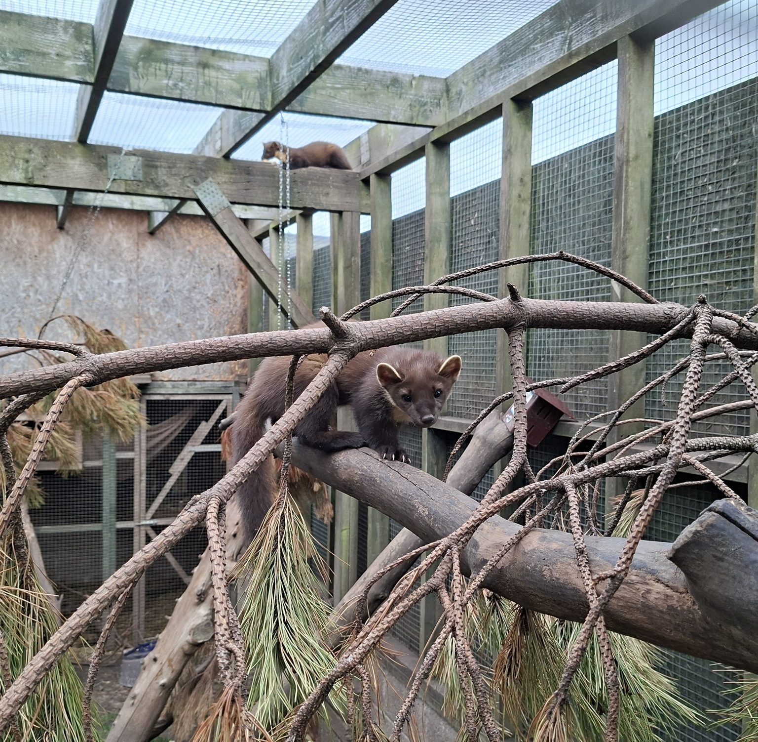 The pine marten's lived in a pen before release