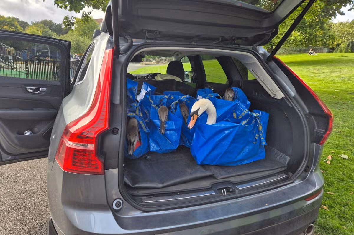 The swans were transported in bags