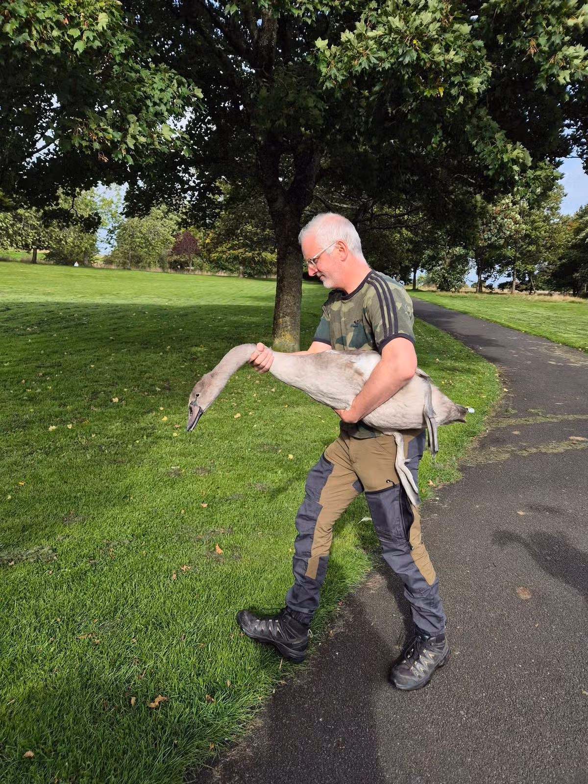 The swans being moved