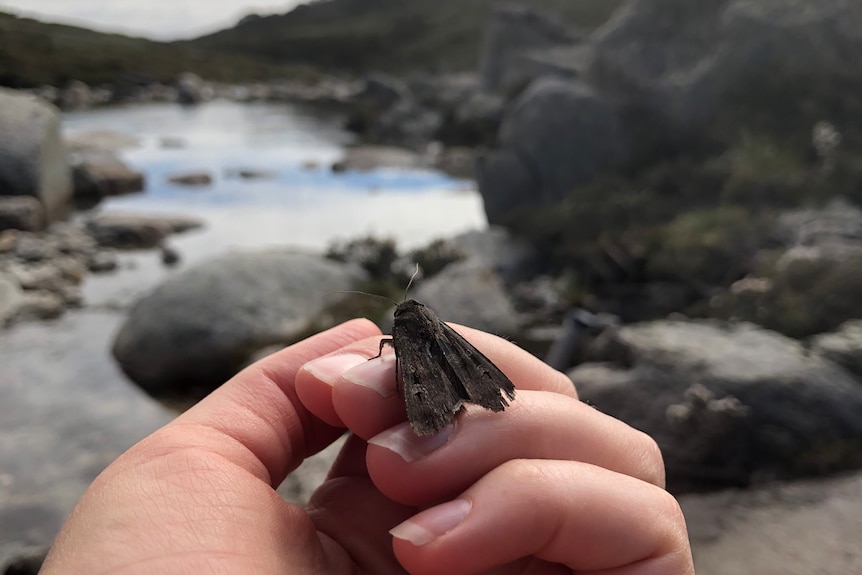 A moth on a hand in the alpines.