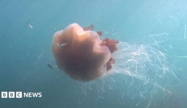 An orange tinted lion's mane jellyfish swims with its white tentacles floating behind it in the sea.