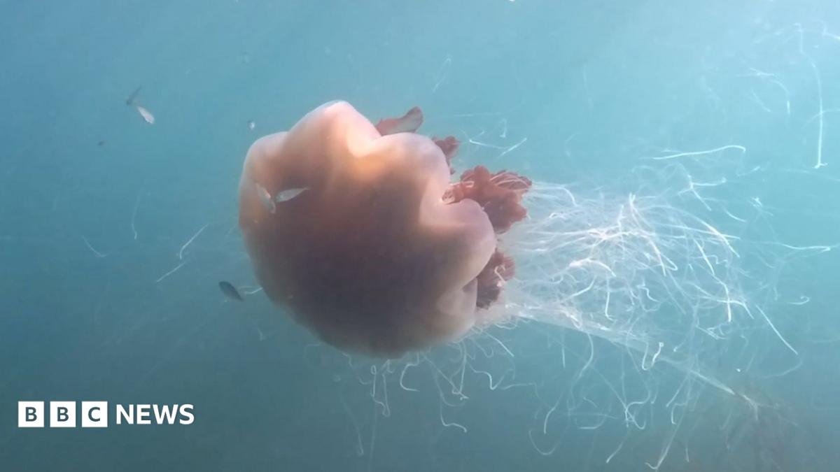 An orange tinted lion's mane jellyfish swims with its white tentacles floating behind it in the sea.