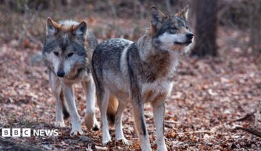 Two Mexican wolves named Valentia and Diego walk inside a cage at a Wolf Conservation Center on December 6, 2020 in South Salem, New York