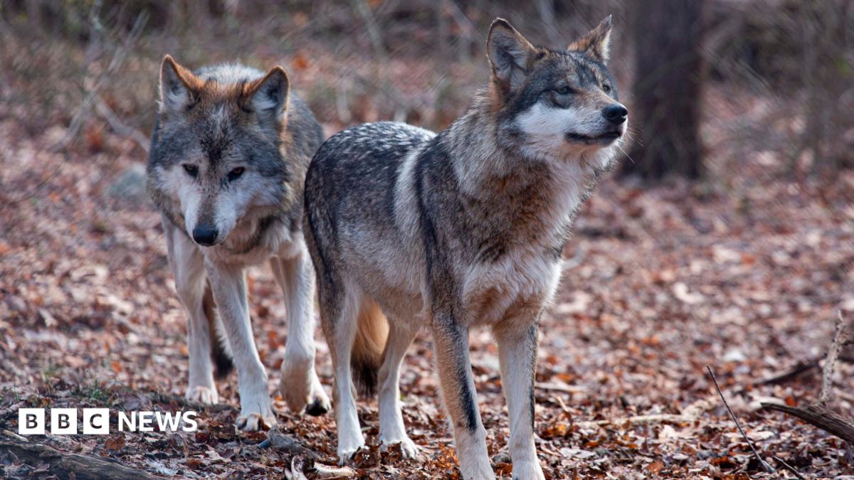 Two Mexican wolves named Valentia and Diego walk inside a cage at a Wolf Conservation Center on December 6, 2020 in South Salem, New York
