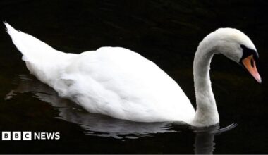 Generic image of a swan swimming on water.