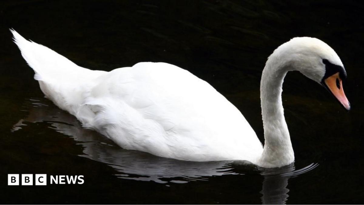 Generic image of a swan swimming on water.