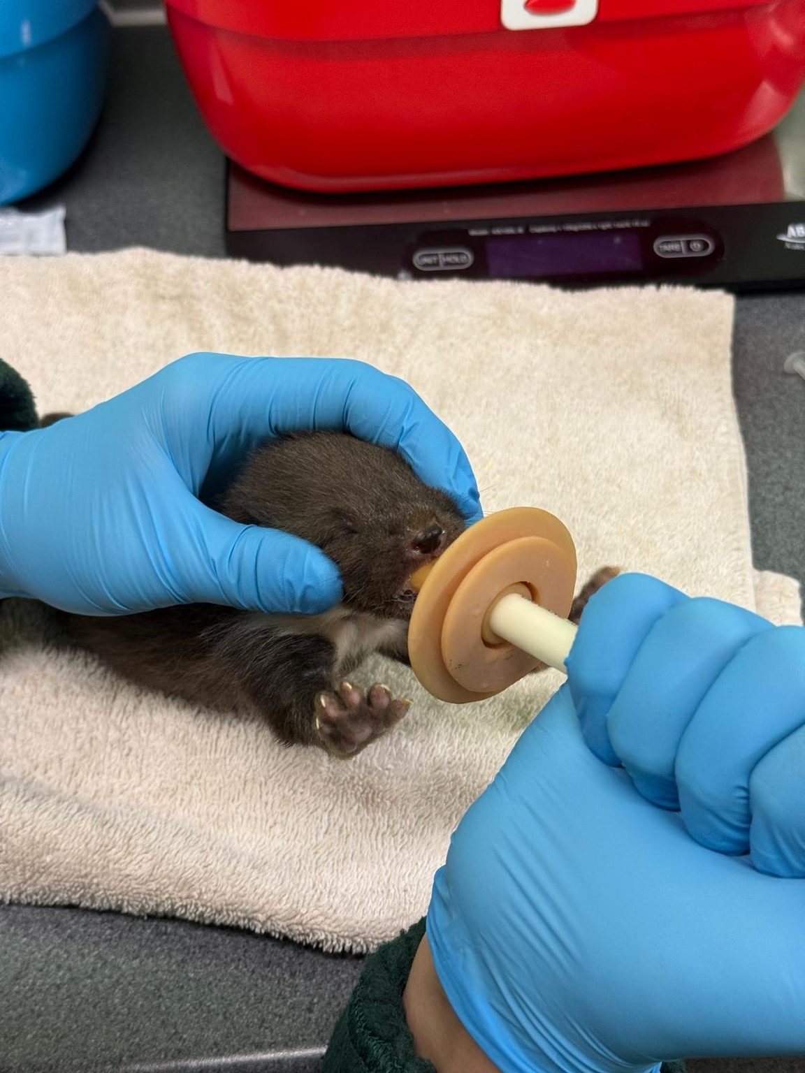 The young pine marten's after the death of their mother