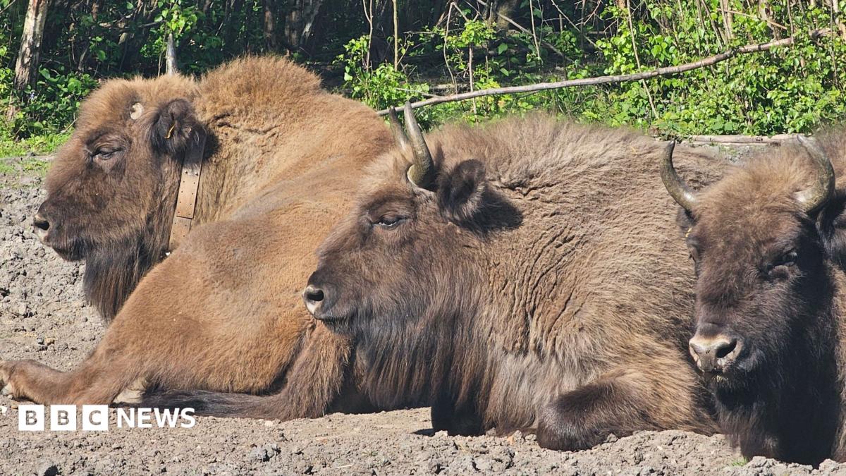 Three European bison walk out from beneath a wildlife bridge in woodland. The bridge has timber sides and fencing above, allowing people to cross while the animals pass underneath. Trees and vegetation surround the crossing in bright daylight.