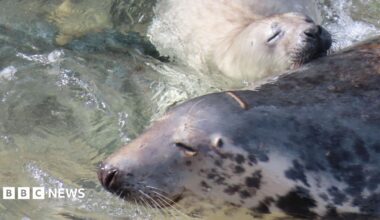 A grey seal in water with its eyes closed, a white seal pup is resting against the grey seal, also with its eyes closed.