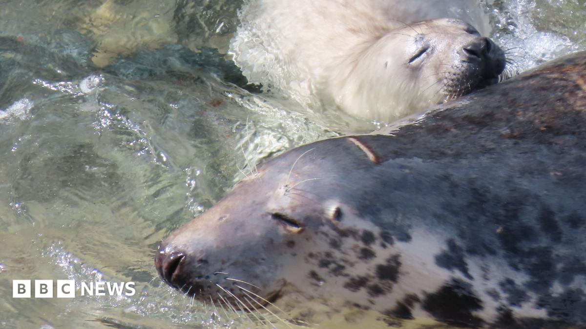 A grey seal in water with its eyes closed, a white seal pup is resting against the grey seal, also with its eyes closed.