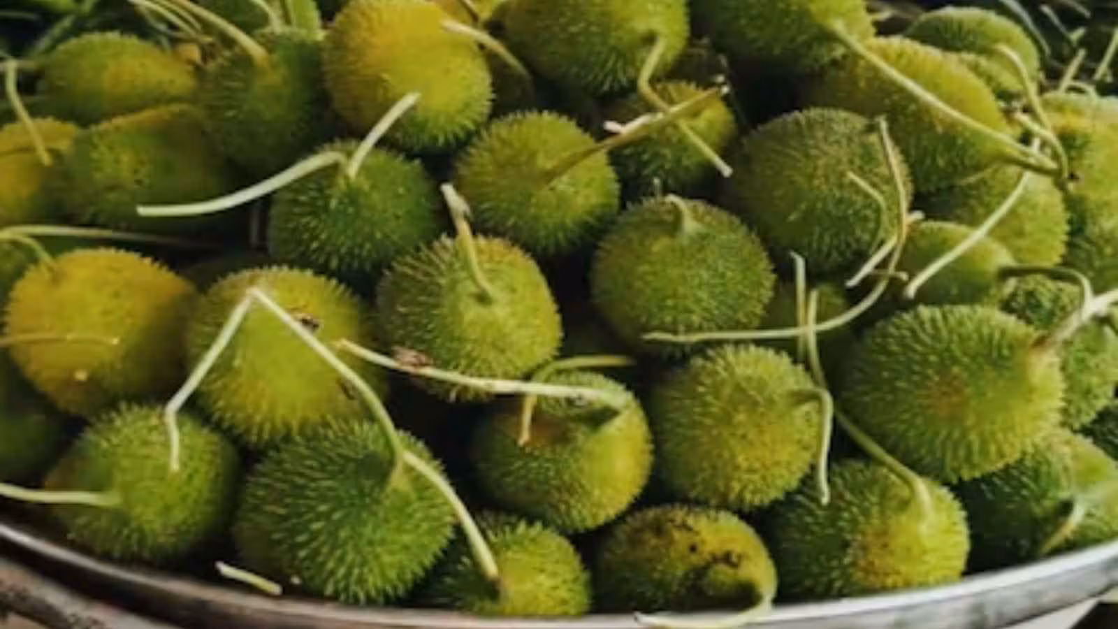 A Monsoon Favourite in Rajasthan: The arrival of bitter kakora marks a brief seasonal window for consumers in Bharatpur. Despite its limited availability and bitter flavour, the vegetable remains popular when cooked with spices. Many locals wait for its arrival to enjoy it during the monsoon. A Monsoon Favourite in Rajasthan: The arrival of bitter kakora marks a brief seasonal window for consumers in Bharatpur. Despite its limited availability and bitter flavour, the vegetable remains popular when cooked with spices. Many locals wait for its arrival to enjoy it during the monsoon.