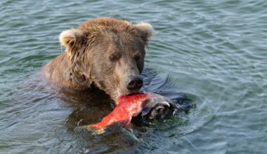 Fat Bear Week is back in Alaska. Here’s what to know - The Independent