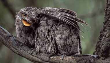 A dark grey bird with big eyes and an open mouth stretches its wing over two other grey birds as they all balance on a tree branch.