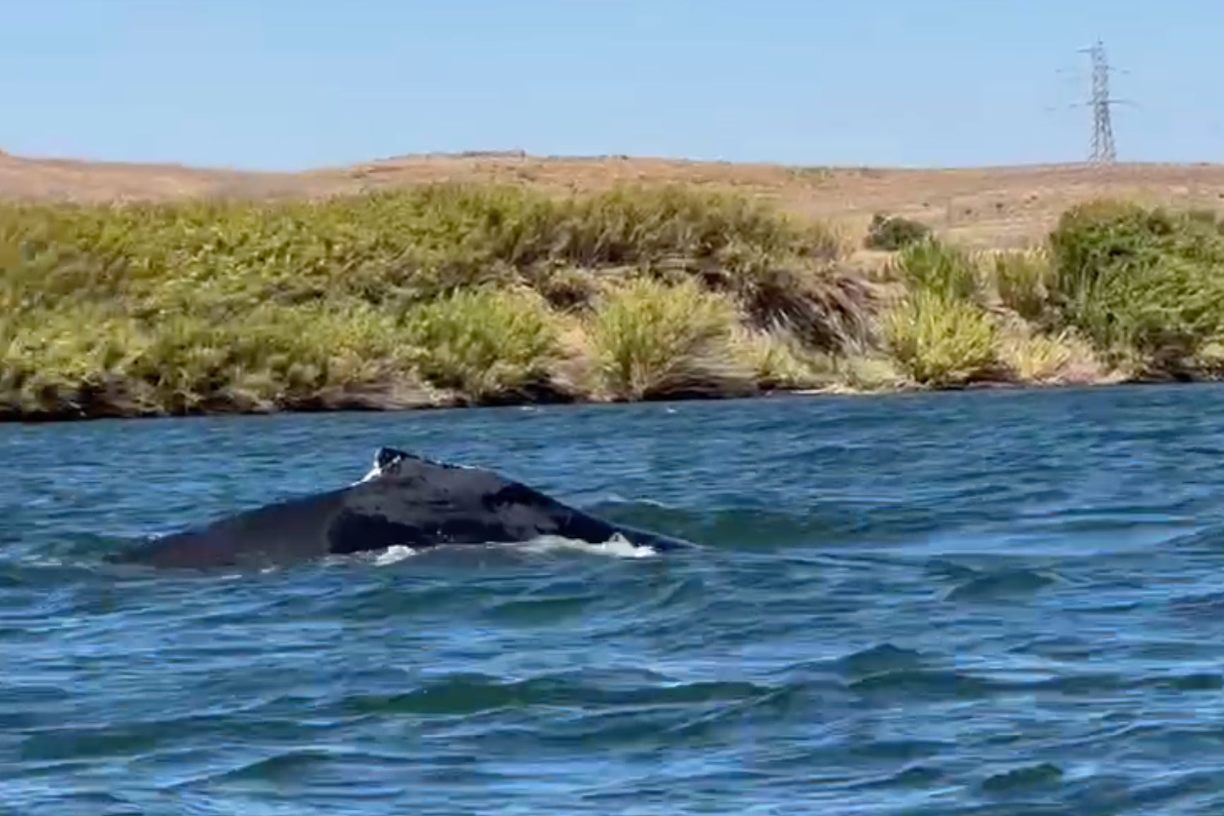 California River Humpback whale