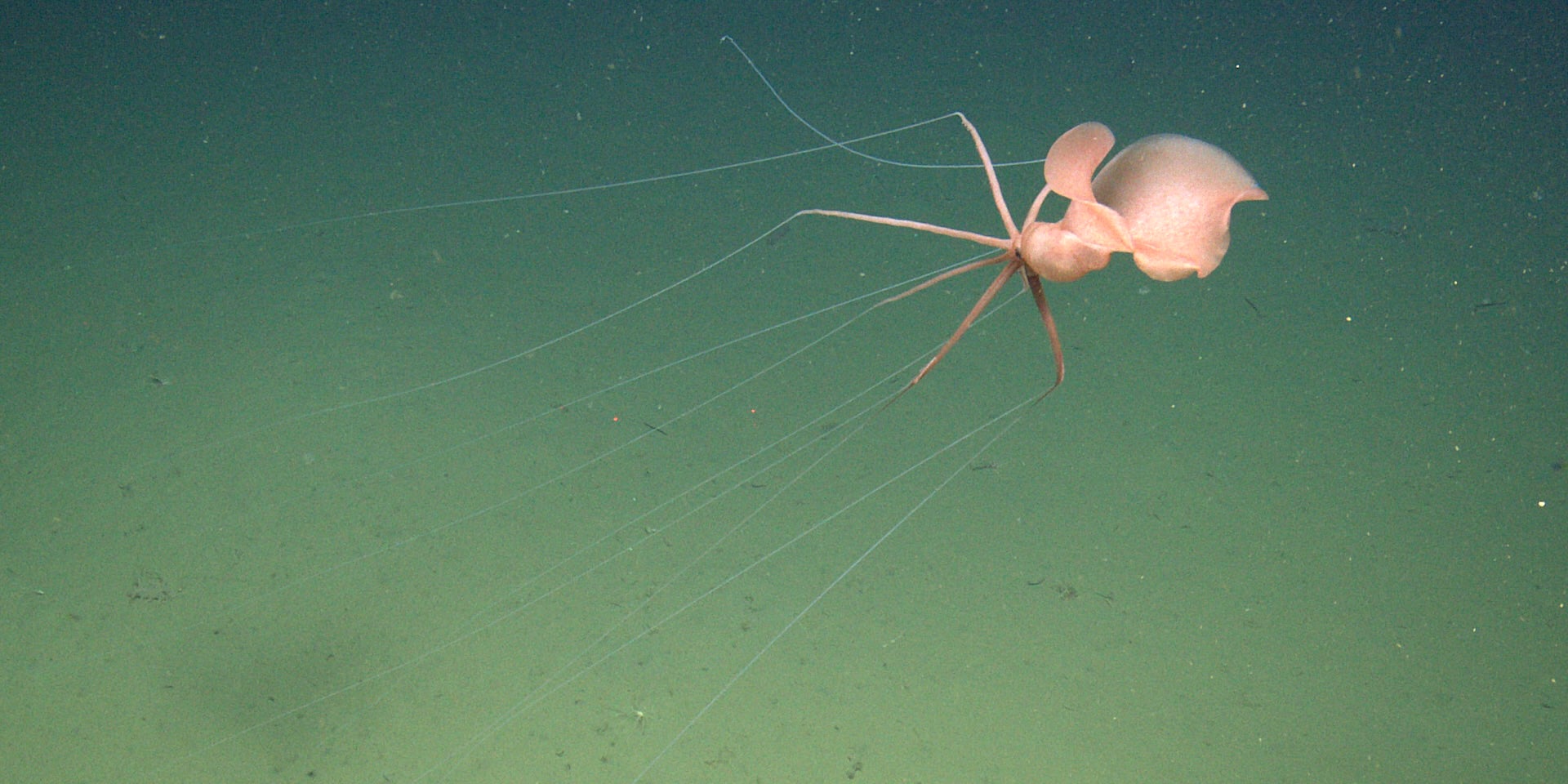 Deepsea bigfin squid spotted off the California coast