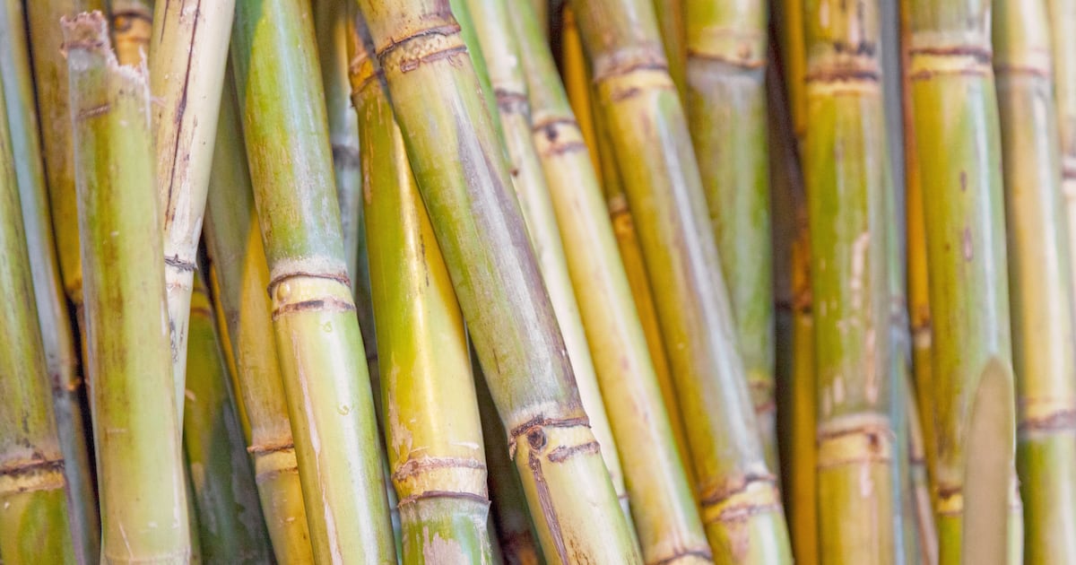 Sugarcane extract shows promise for cardiometabolic health