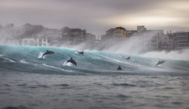 Ocean Photographer of the Year 2026 winners announced