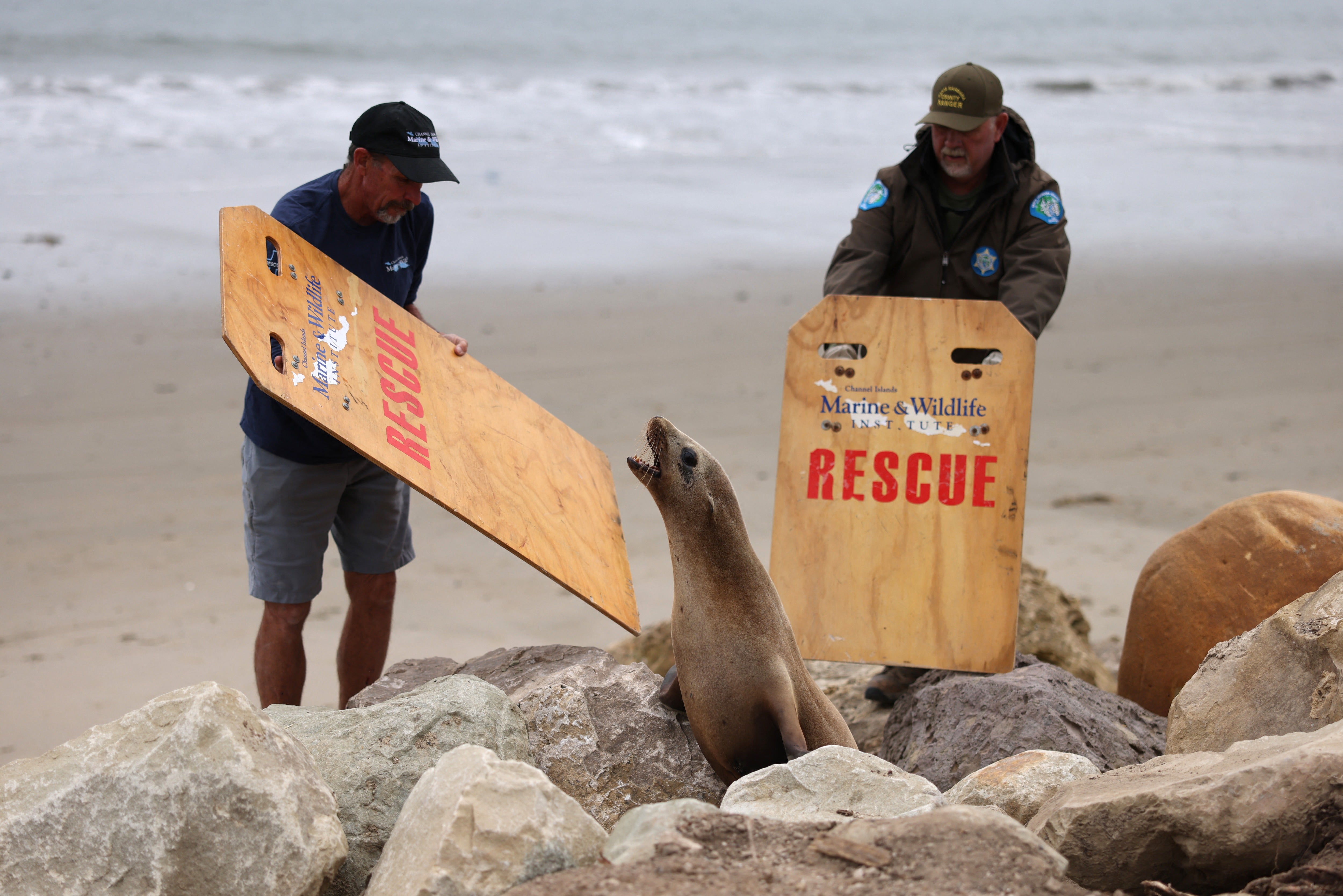 Rescuing adult sea lions weighing more than 300 pounds requires teams of up to six people, creating an exceptionally strenuous physical workload for responders