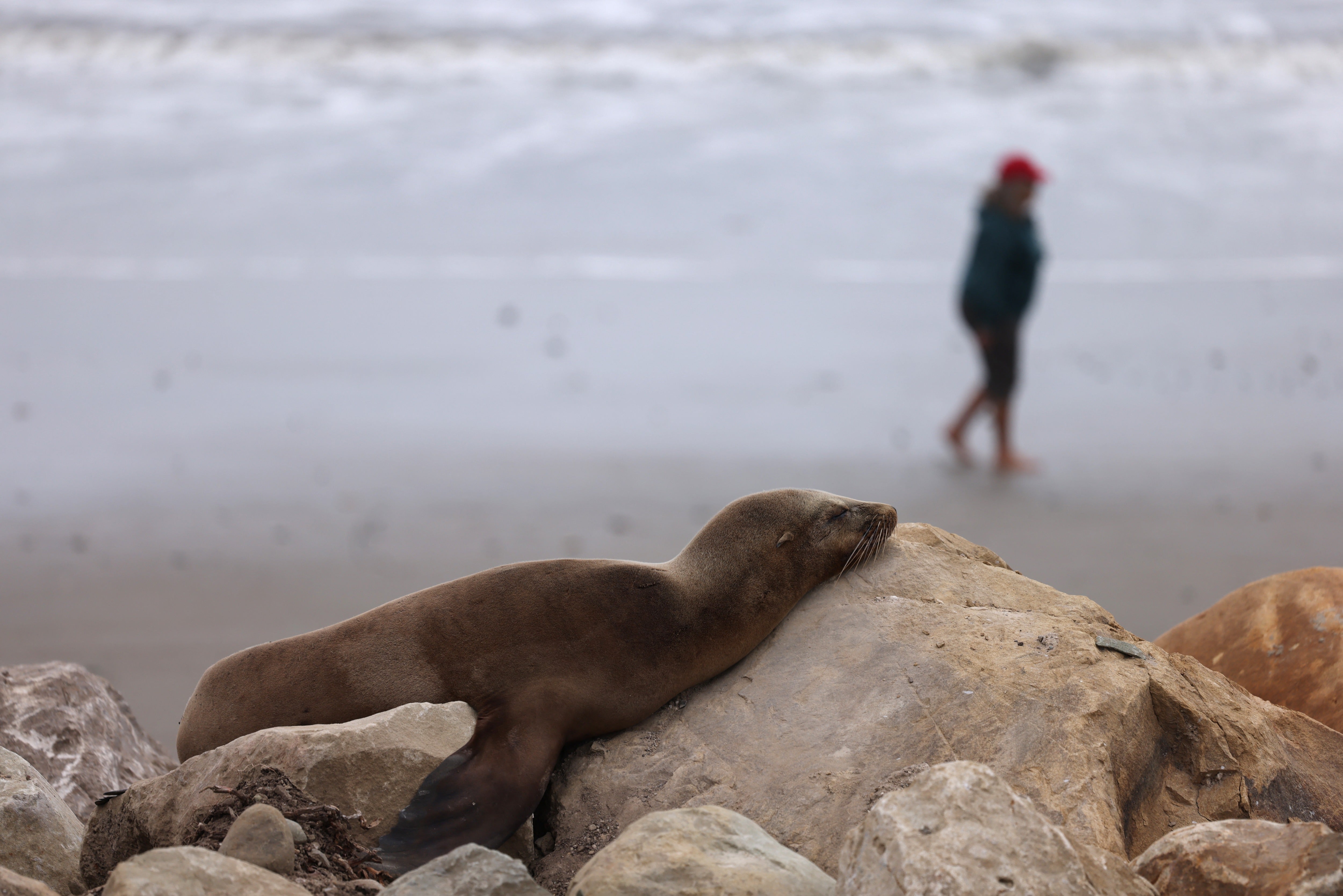 A massive surge in toxic algae off the West Coast has left a record number of sea lions stranded on California beaches, overwhelming coastal marine mammal hospitals