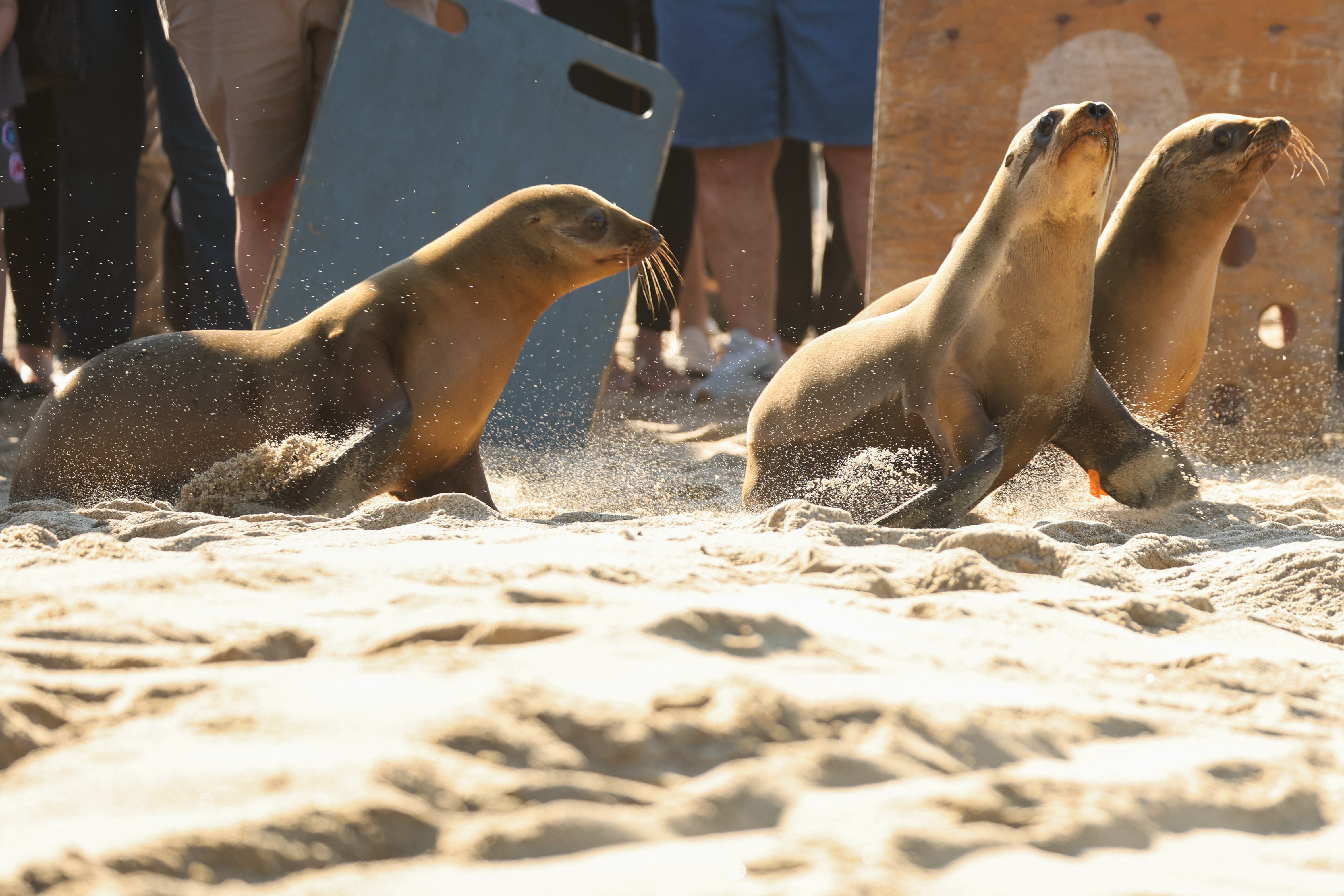 After clearing intensive treatments to flush the neurotoxin from their systems, three recovered sea lions were released back into the wild on Thursday