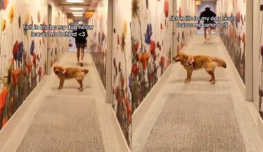 Golden Retriever Keeps Looking Back To Check on Her Human, Making Sure They’re Still There