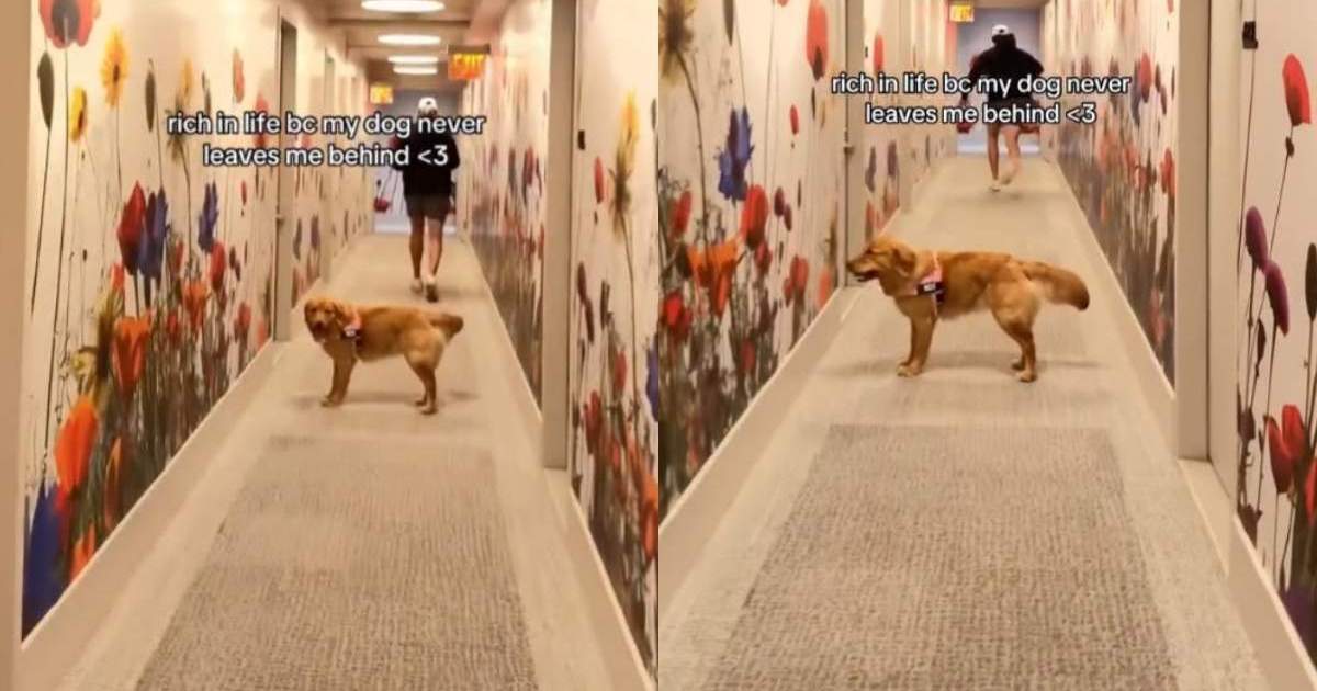 Golden Retriever Keeps Looking Back To Check on Her Human, Making Sure They’re Still There